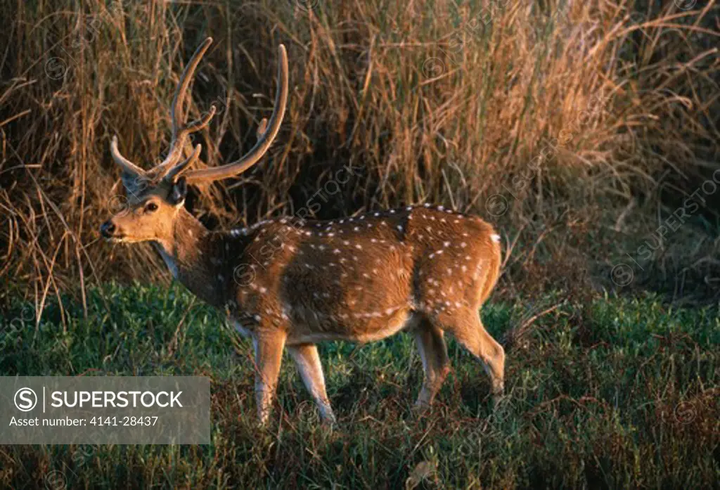 spotted or chital deer stag axis axis