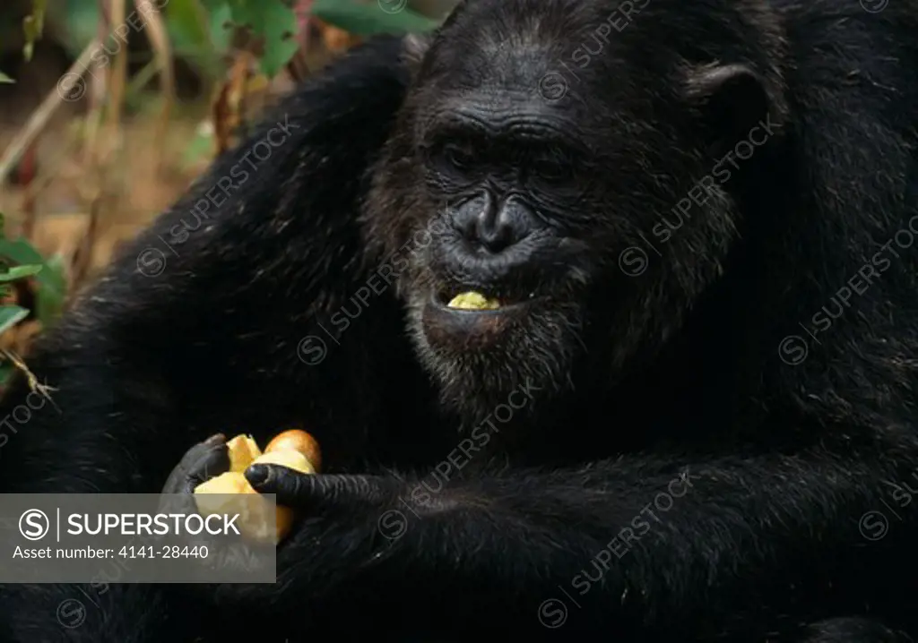 eastern chimpanzee pan troglodytes schweinfurthii male, eating mbula fruit. gombe national park, tanzania