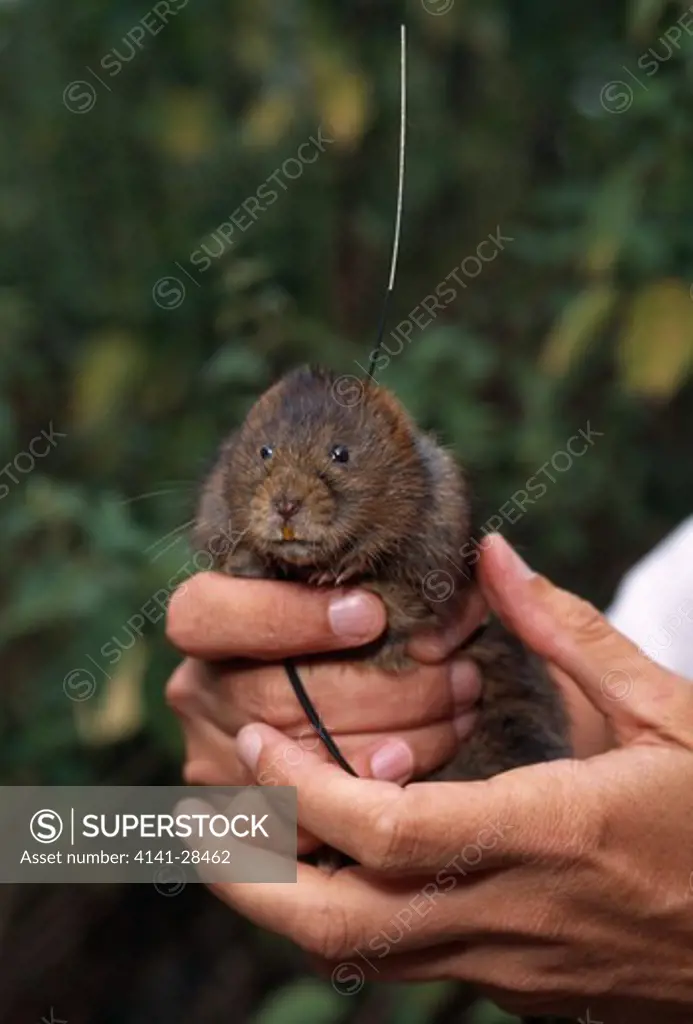 water vole male with radio collar arvicola terrestris to be released by oxford university, for radio tracking.