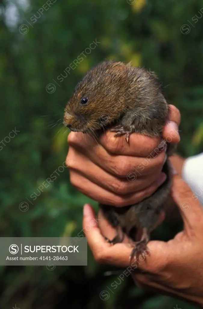water vole close up of male arvicola terrestris for release with radio collar, by oxford university. 