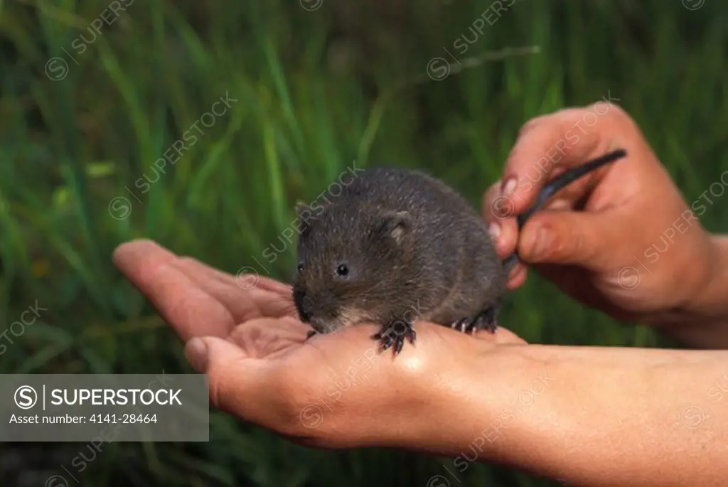 water vole large male on hand arvicola terrestris for release with radio collar, by oxford university.