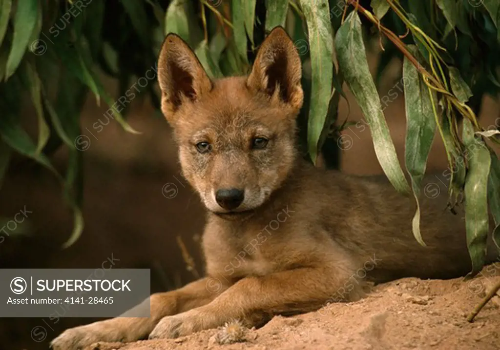iberian wolf young canis lupus signatus six week old 5 1/2 kg cub, outside den