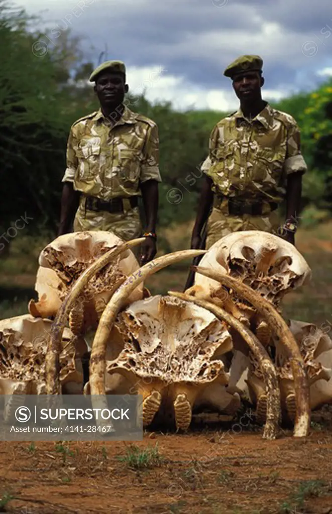 anti-poaching rangers with five skulls and four african elephant tusks.