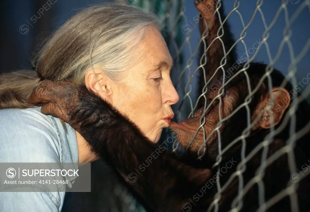 dr. jane goodall with orphan rescued chimpanzee pan troglodytes schweinfurthii kitwe point sanctuary kigoma tanzania