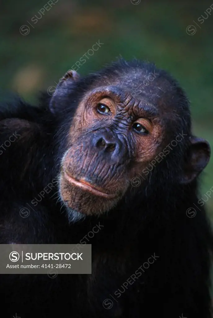 eastern chimpanzee pan troglodytes schweinfurthii long-haired eastern