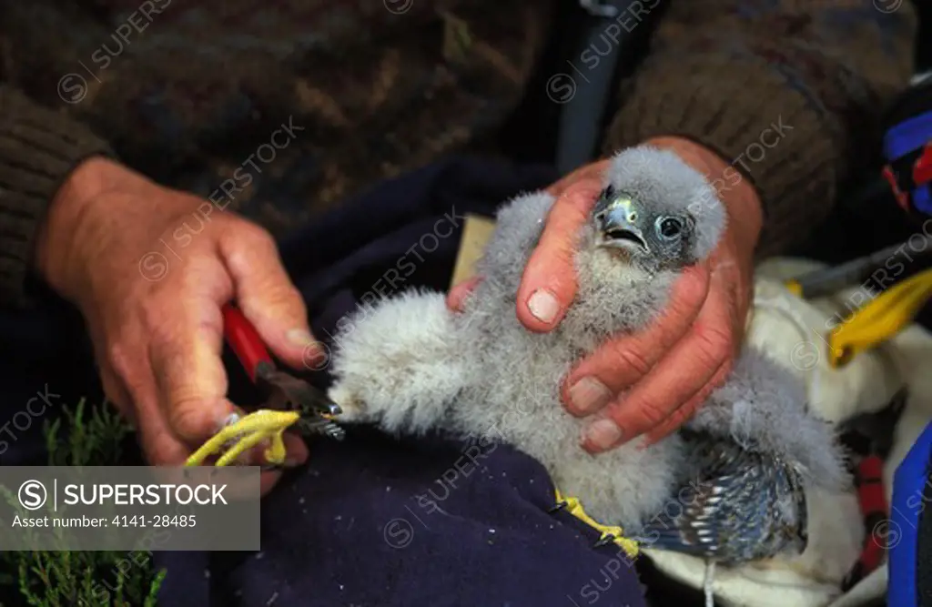 merlin being ringed falco columbarius fourteen to eighteen day old chick. peak district, derbyshire, england.