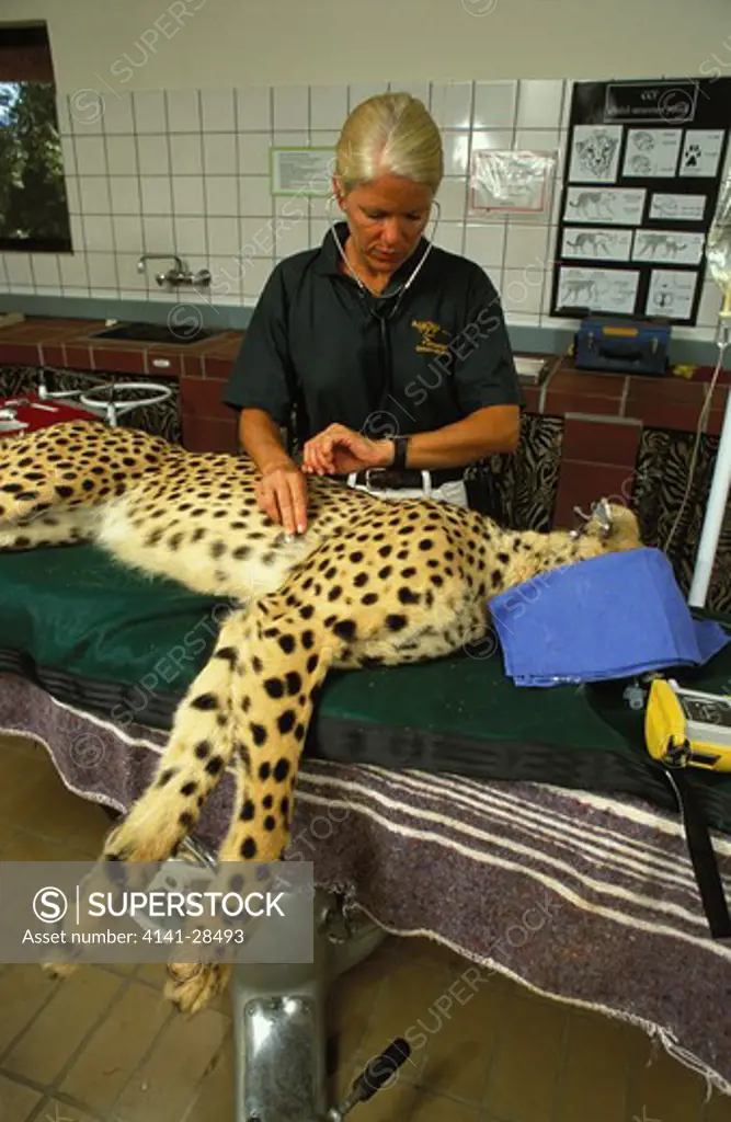 veterinary technician with cheetah acinonyx jubatus admitted to the cheetah conservation fund clinic for treatment. namibia.