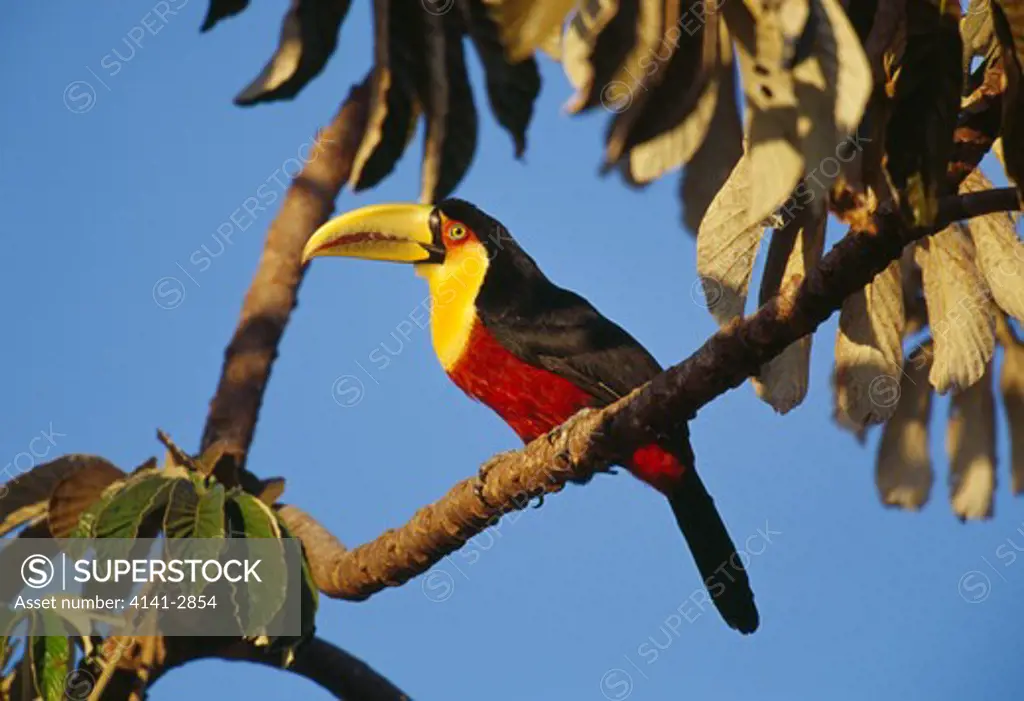 red-breasted toucan ramphastos dicolorus on branch serra da canastra national park, brazil 