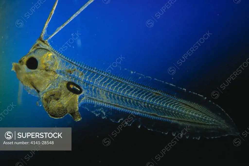 oarfish larva regalecus glesne great barrier reef. seldom seen in plankton but widespread. >>