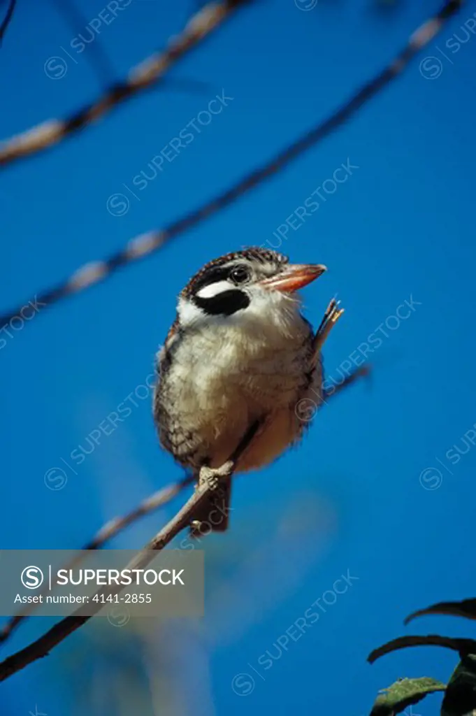 white-eared puffbird nystalus chacuru serra da canastra national park, minas gerais, brazil