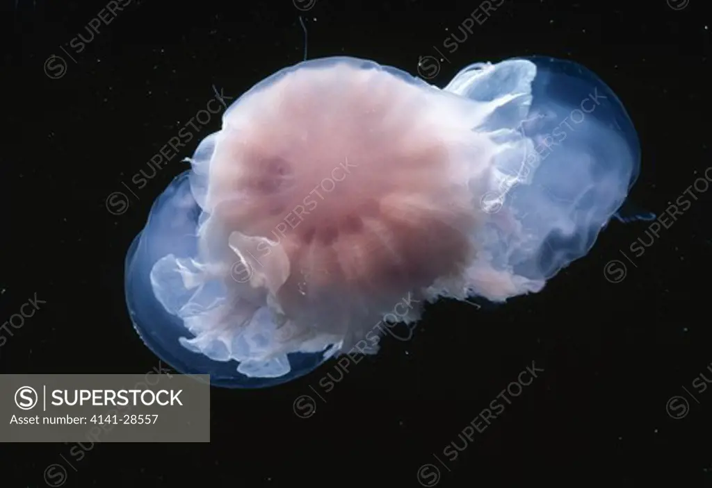lion's mane jellyfish cyanea capillata with aurelia prey which took four hours to eat. great barrier reef queensland