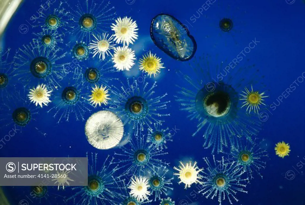 jellyfish porpita sp. with symbiotic brown alga cells visible in mantle tissue. great barrier reef queensland australia 