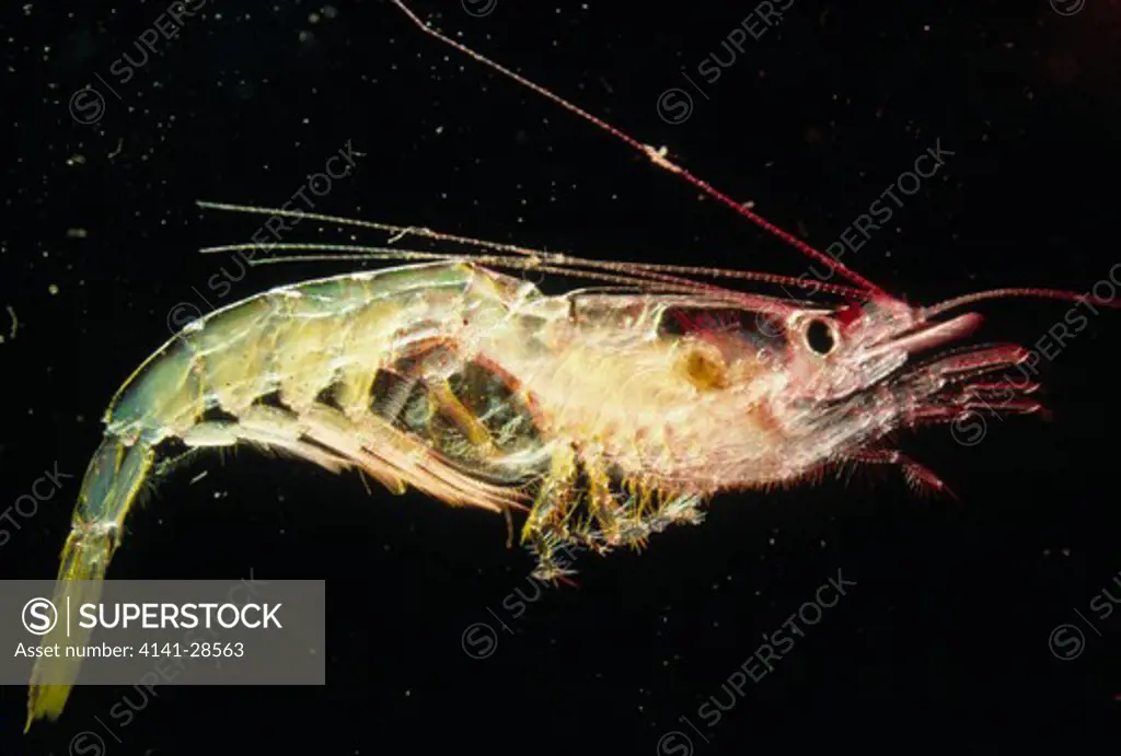 euphausid krill bermuda, meganyctiphanes crustaceans forming diet of baleen whales gills, red light organ statocysts (for balance) visible.n. atlantic