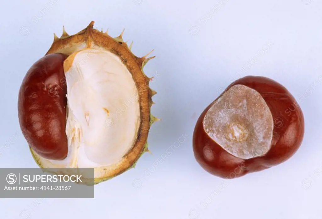 conker & case aesculus hippocastanum fruit of horse chestnut .