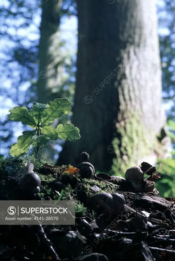 english oak or pedunculate oak quercus robur seedling in woodland uk 