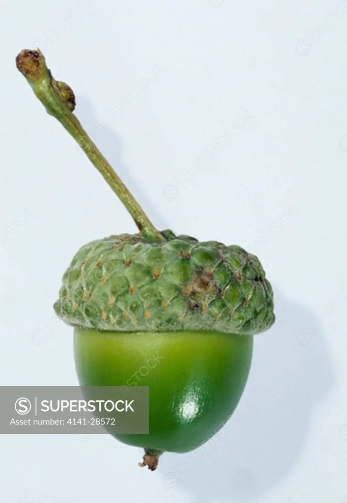 english oak or pedunculate oak quercus robur unripe acorn in cup