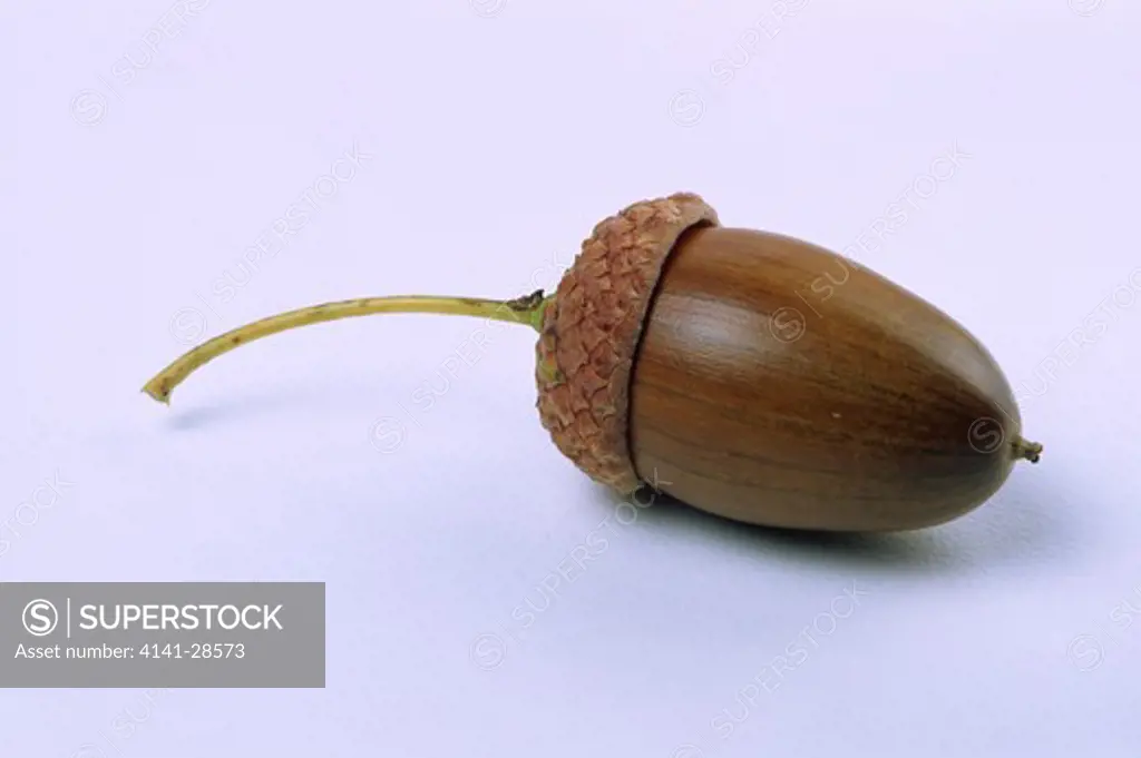 english oak or pedunculate oak quercus robur ripe acorn in cup 