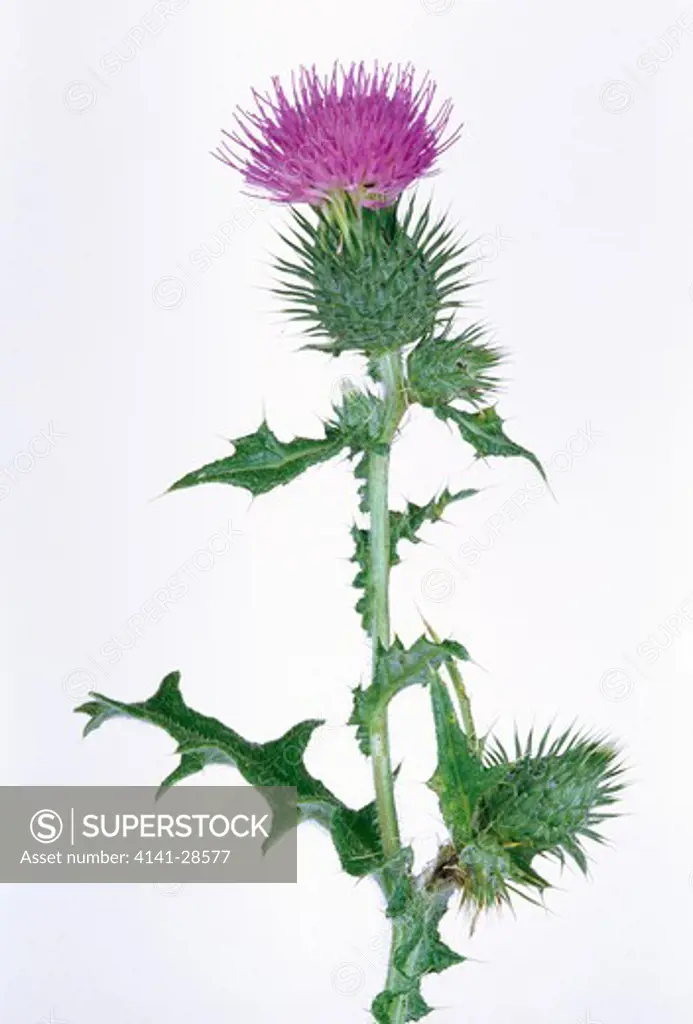 spear thistle cirsium vulgare (cut-out) uk