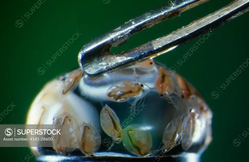 water flea daphnia magna group in drop of water suspended from eye of needle uk 