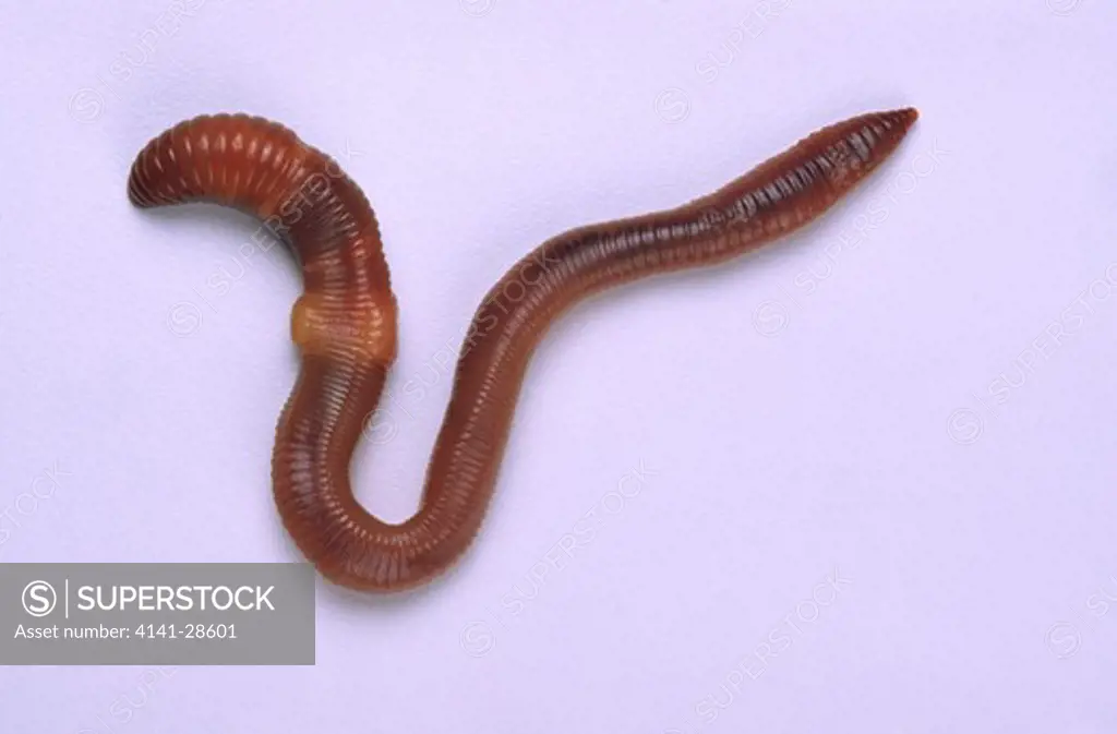 common earthworm lumbricus terrestris