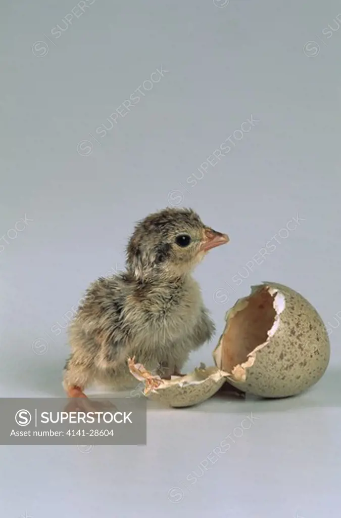 red-legged partridge alectoris rufa newly hatched 
