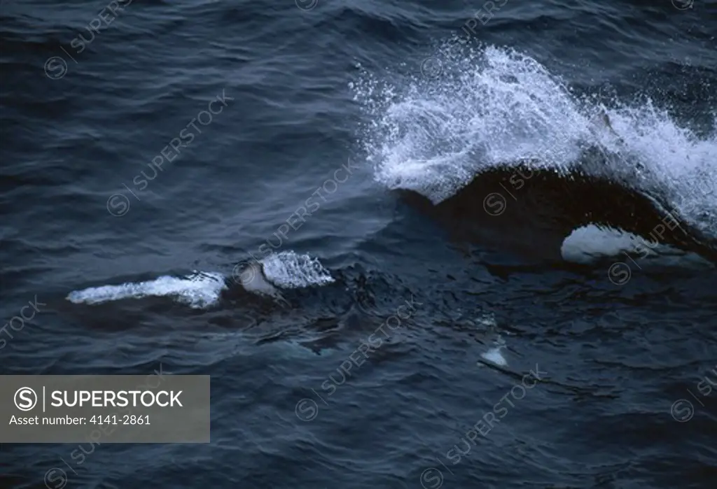 dall's porpoise at surface phocoenoides dalli bering sea, off aleutian islands, alaska, usa