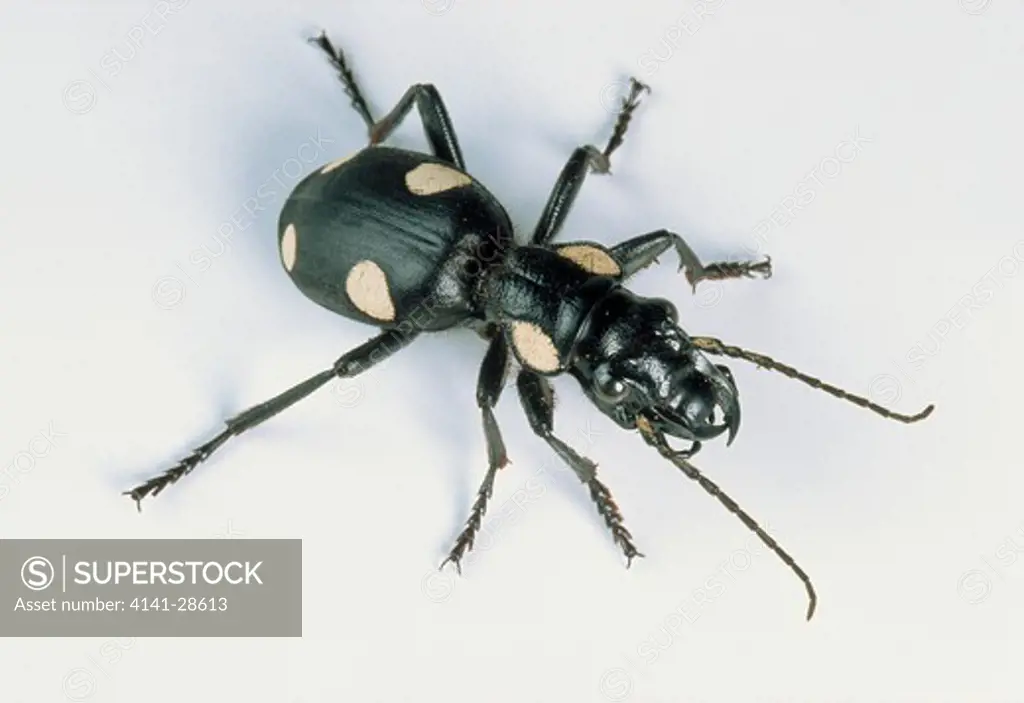 tiger beetle cicindela sp.