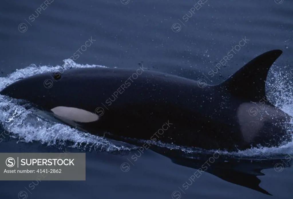 killer whale or orca at surface orcinus orca bering sea, off kamchatka peninsula, eastern russia 