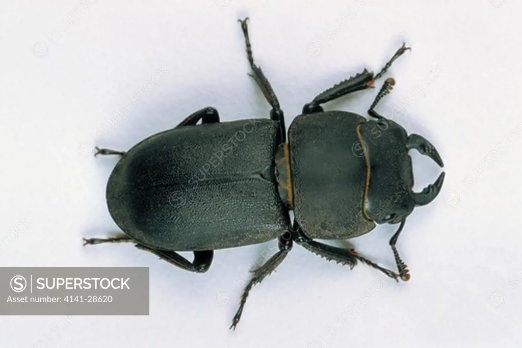 lesser stag beetle dorcus parallelipipedus or lamellicorn beetle, uk