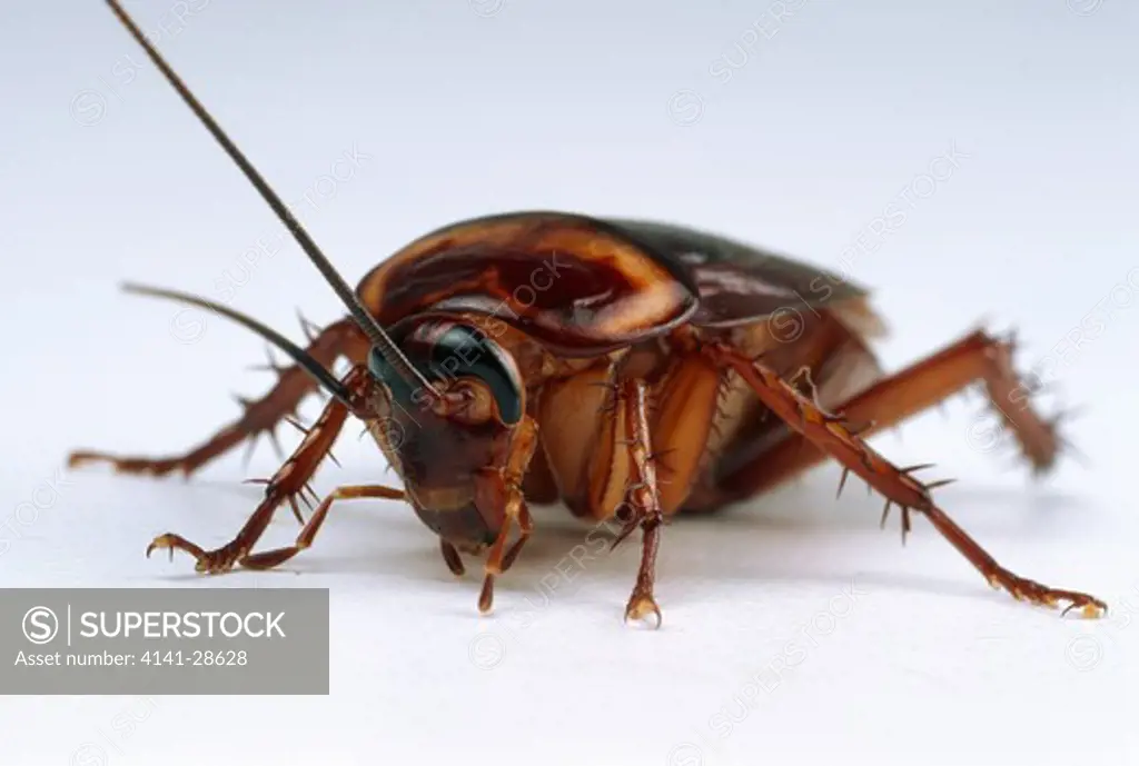 american cockroach periplaneta americana 