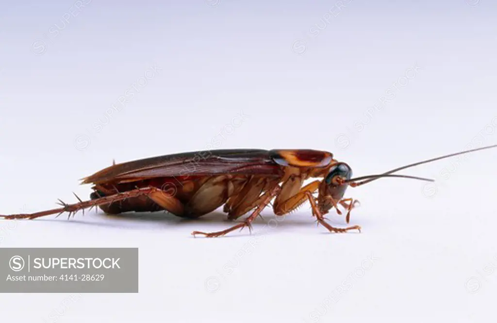 american cockroach periplaneta americana right lateral view 