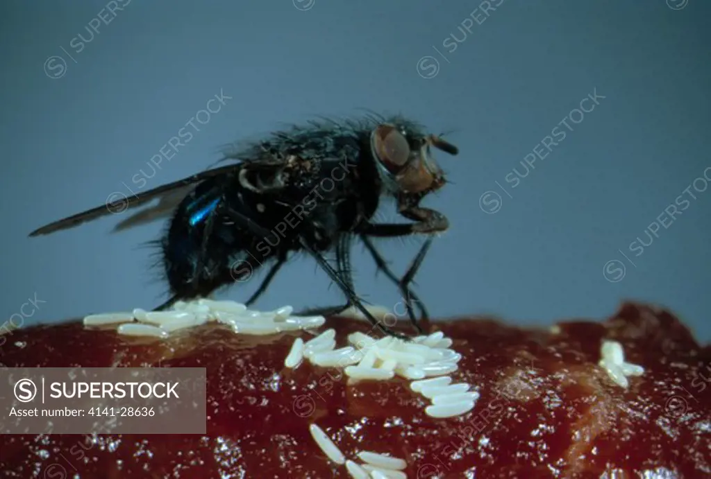 blowfly or bluebottle calliphora vomitoria laying eggs on raw meat. uk