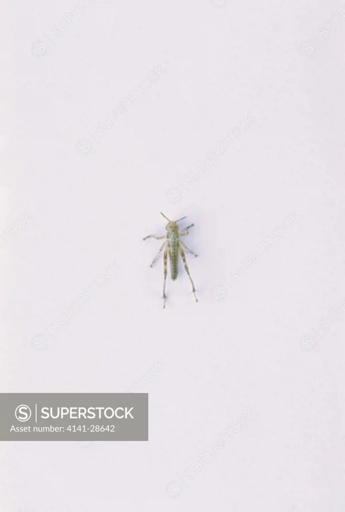 migratory locust locusta migratoria sequence of pictures showing development no.2 of 7 instar