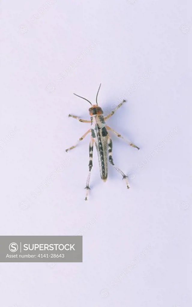 migratory locust locusta migratoria sequence of pictures showing development no.3 of 7 instar