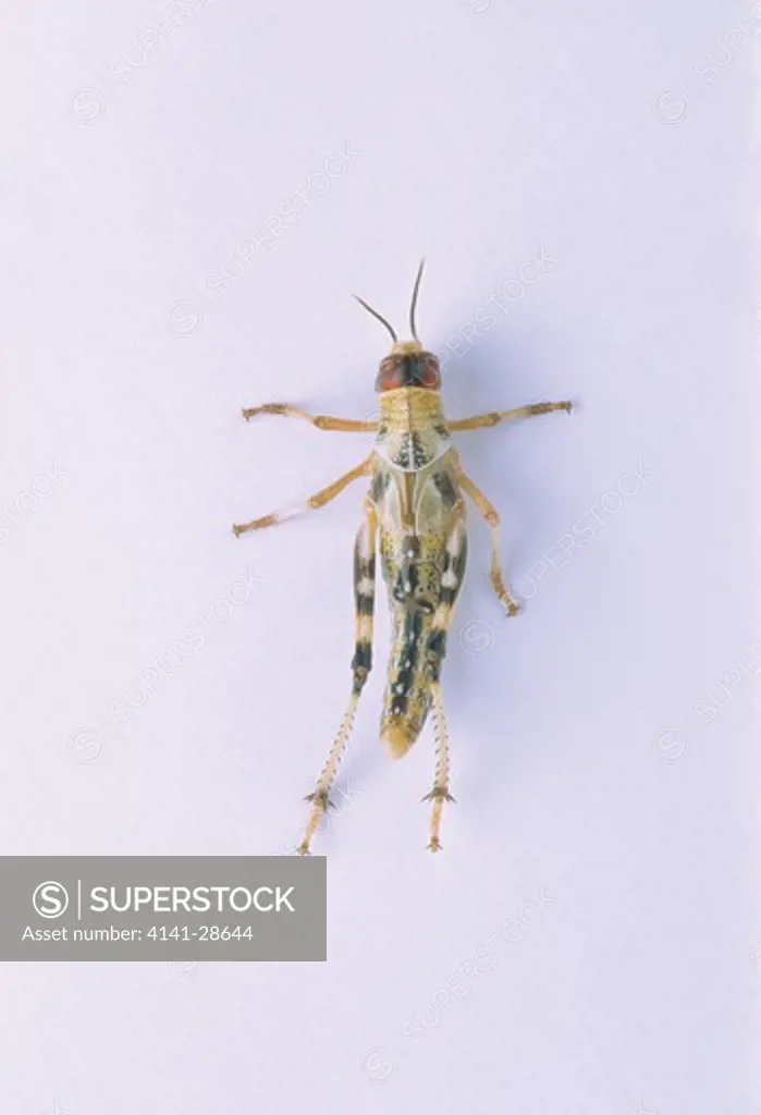 migratory locust locusta migratoria sequence of pictures showing development no.4 of 7 instar