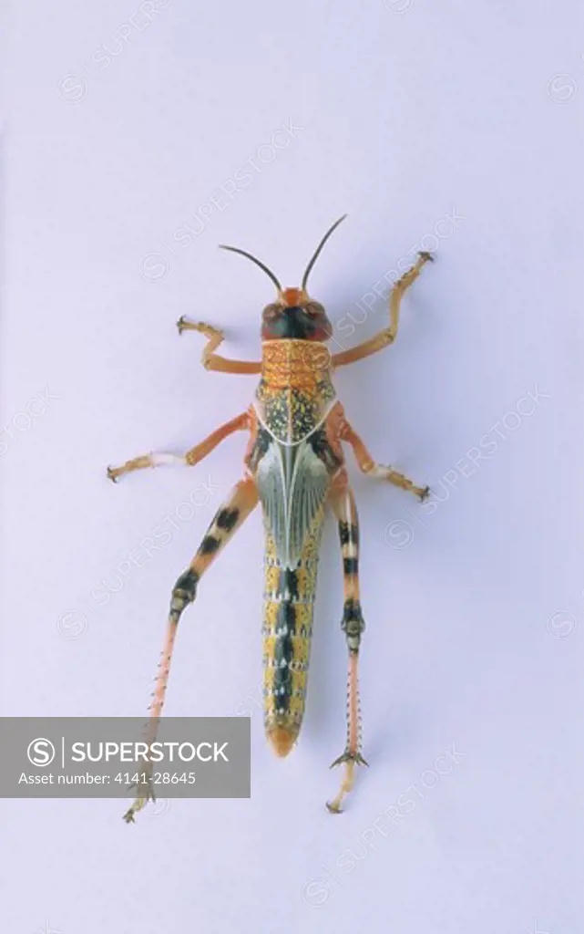 migratory locust locusta migratoria sequence of pictures showing development no.5 of 7 instar