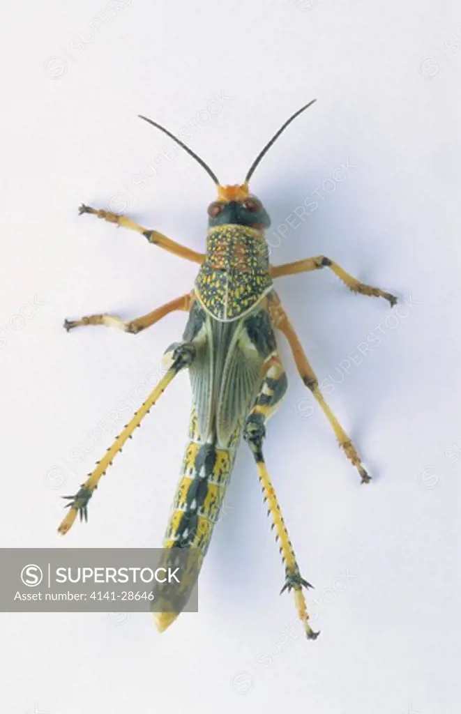 migratory locust locusta migratoria sequence of pictures showing development no.6 of 7 pre-adult