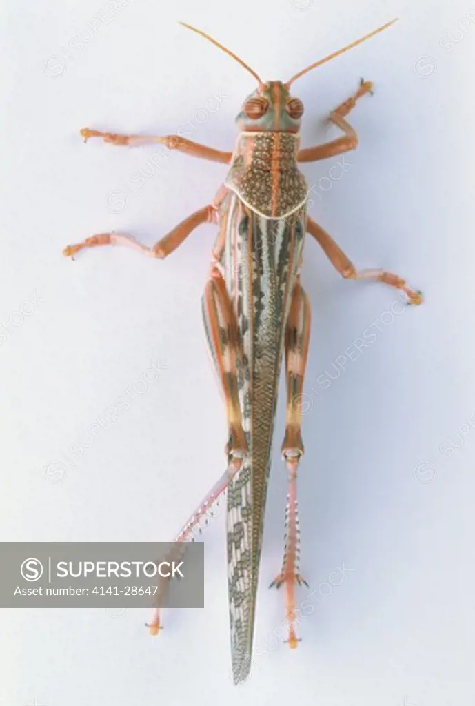 migratory locust locusta migratoria sequence of pictures showing development no.7 of 7 adult