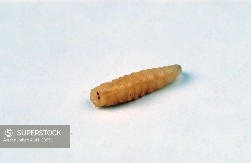 blowfly larva or maggot calliphora vomitoria