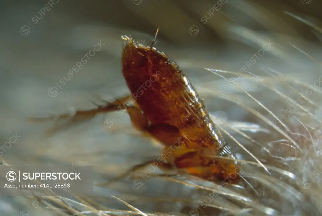 long-tailed field mouse flea ctenocephalides sp. taking blood from mouse 