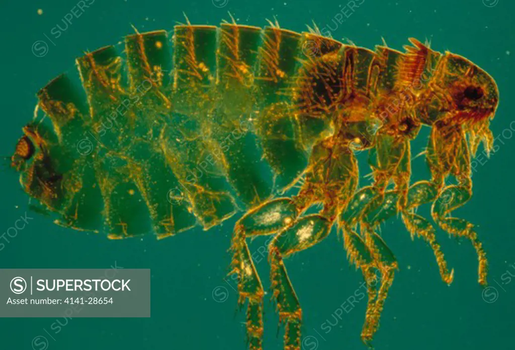 dog flea female, pulex sp. displayed under microscope 