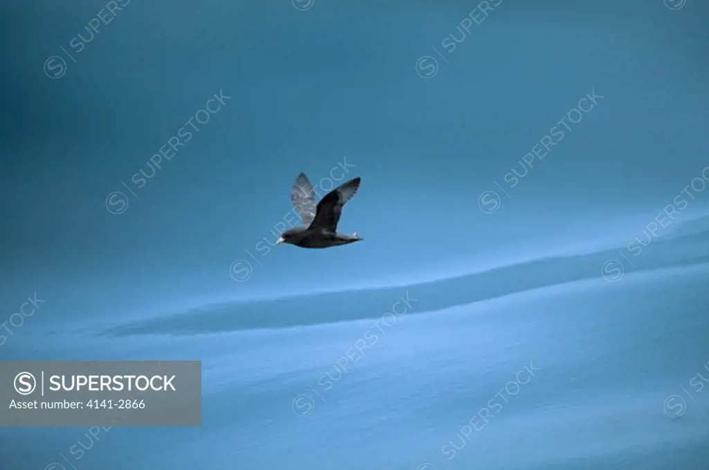 fulmar in flight over calm sea fulmarus glacialis bering sea, aleutian islands, alaska, usa. 