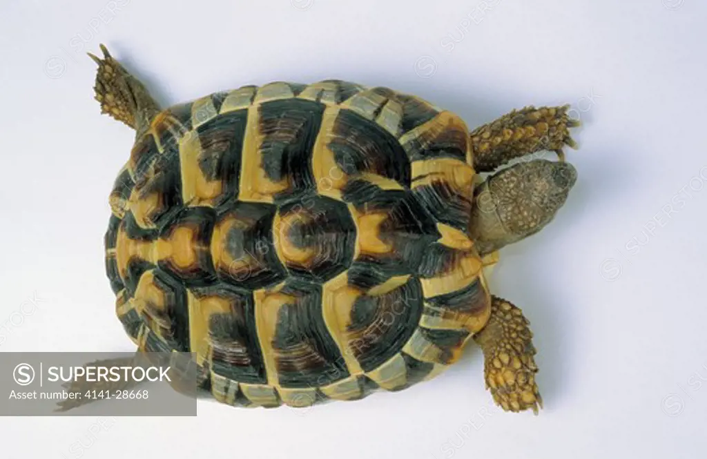 hermann's tortoise testudo hermanni dorsal view. southern europe 