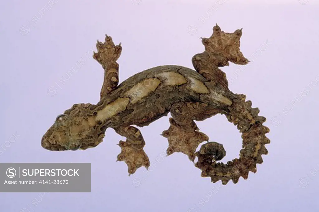 flying gecko ptychozoon khuli