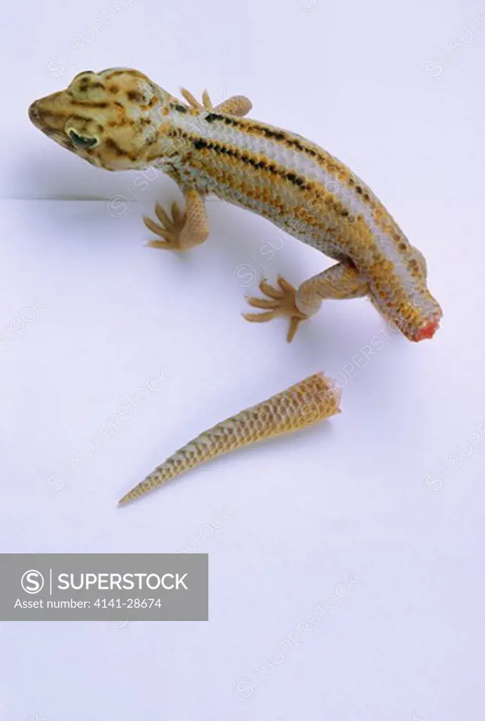 wonder gecko teratoscincus sp. with shed tail (autotomy)