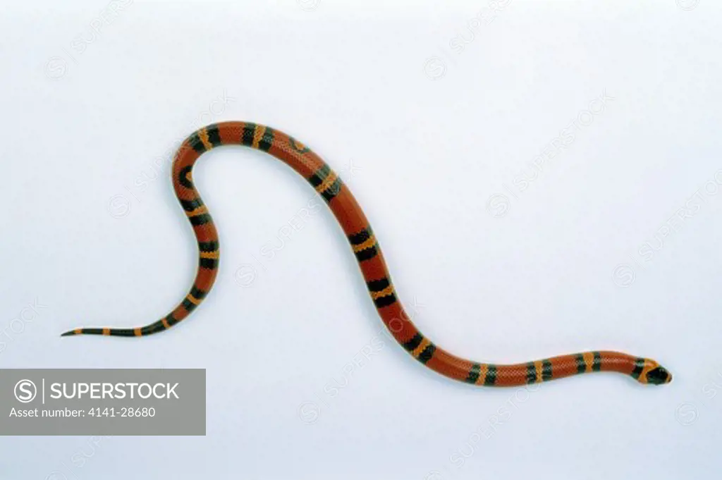 mexican milk snake lampropeltis triangulum annulata