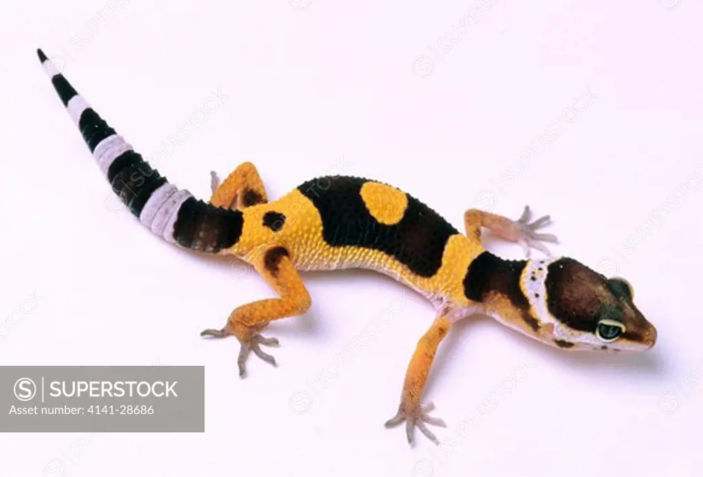 leopard gecko juvenile eublepharis macularius