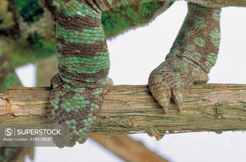 veiled or yemeni chameleon chamaeleo calyptratus close-up of feet 