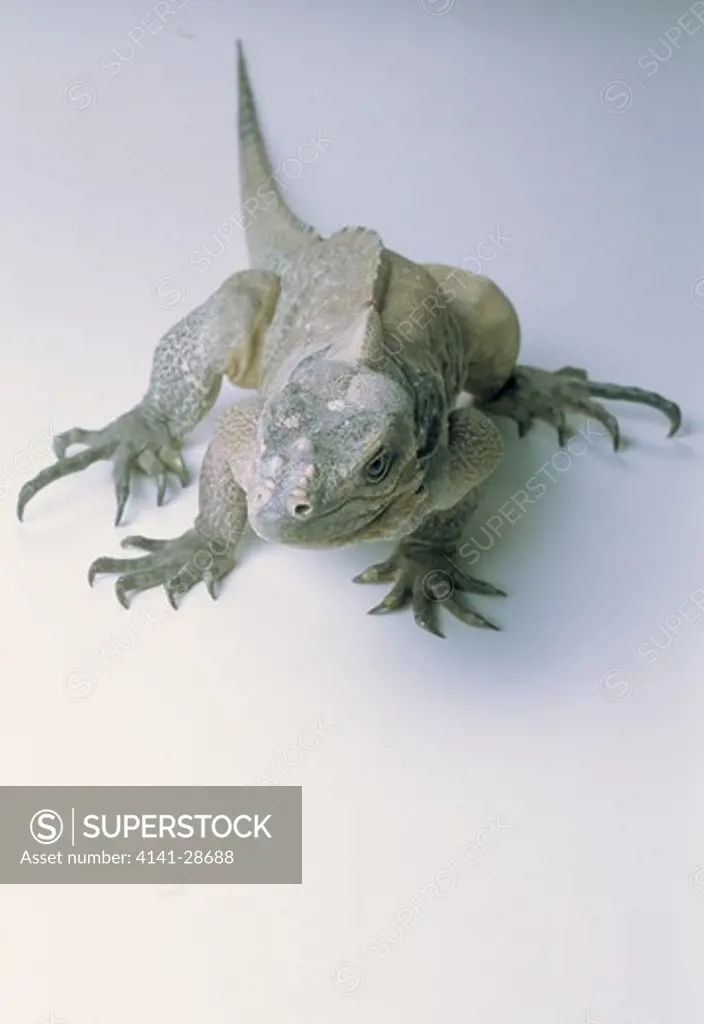 rhinoceros iguana cyclura cornuta