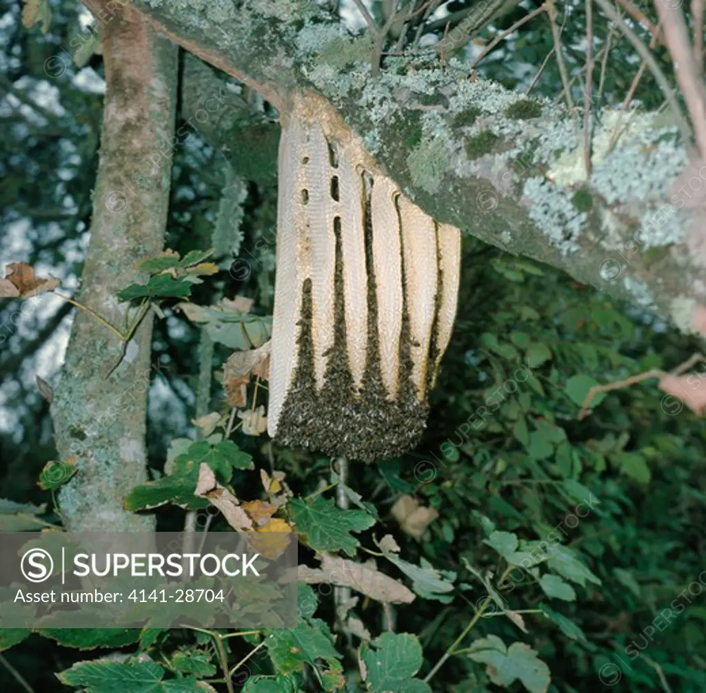 honey bees wild colony apis mellifera on branch in european forest 